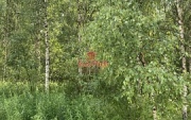 ��������� ������� 15 ���.